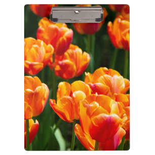 Bright orange tulips in the park    clipboard