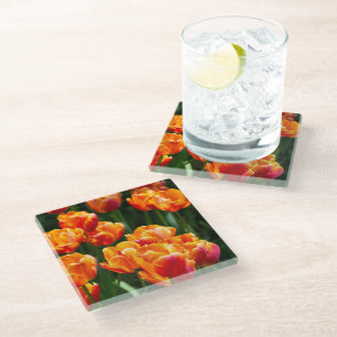 Bright orange tulips in the park glass coaster