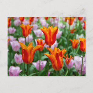 Bright orange tulips in the park  postcard