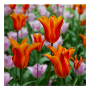 Bright orange tulips in the park poster