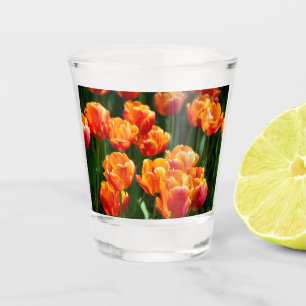 Bright orange tulips in the park shot glass