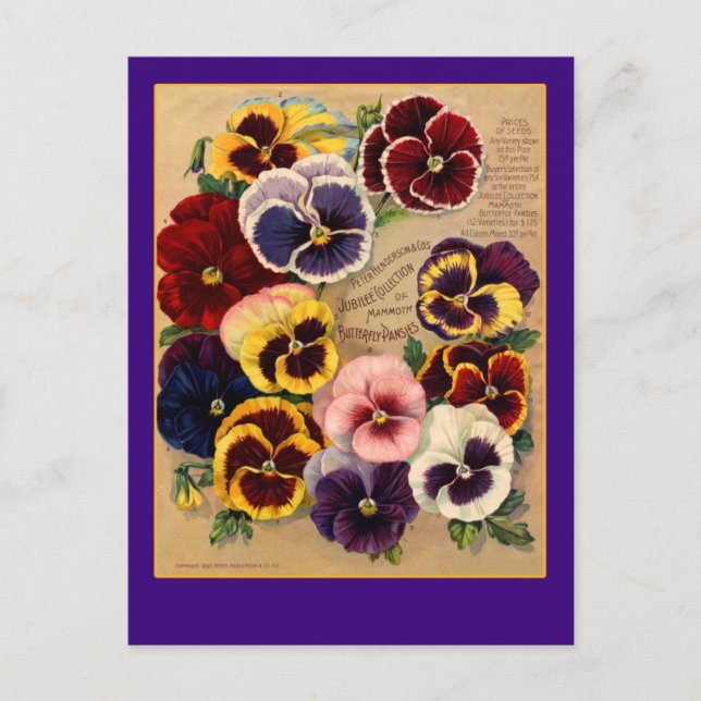 Bright Pansies Seed Packet Art on Cards (Front)
