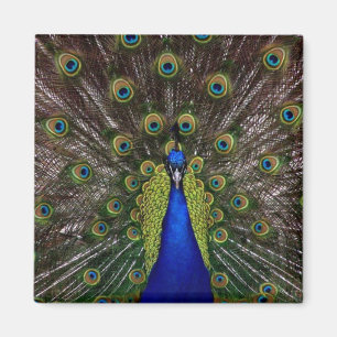 Bright Peacock Fridge or Locker Magnet
