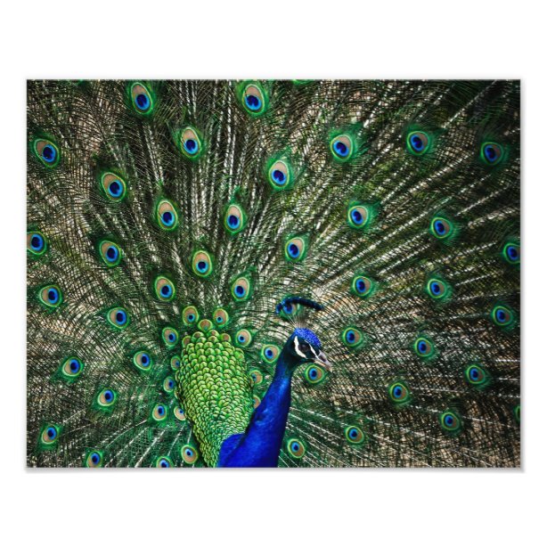 Peacock Art & Wall Décor | Zazzle.com.au