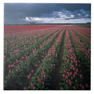 Bright pink and red tulips glow under dark ceramic tile