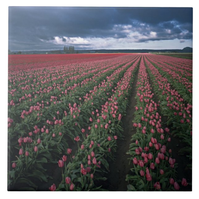 Bright pink and red tulips glow under dark ceramic tile (Front)