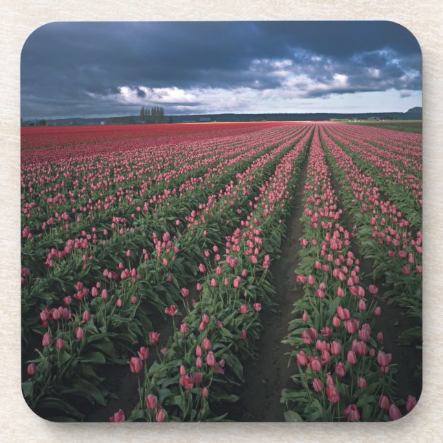 Bright pink and red tulips glow under dark coaster (Front)