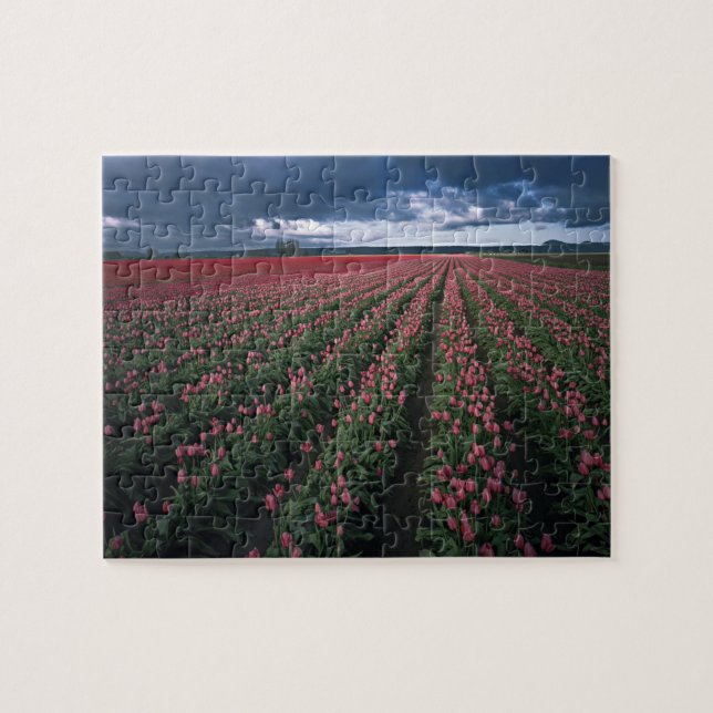 Bright pink and red tulips glow under dark jigsaw puzzle (Horizontal)