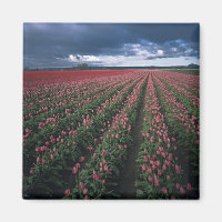 Bright pink and red tulips glow under dark