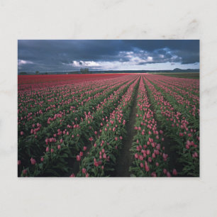 Bright pink and red tulips glow under dark postcard