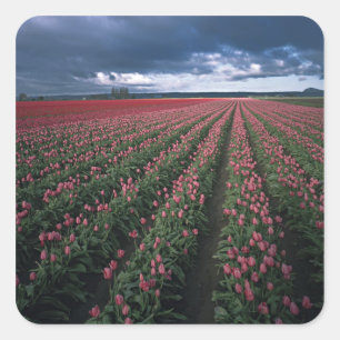 Bright pink and red tulips glow under dark square sticker