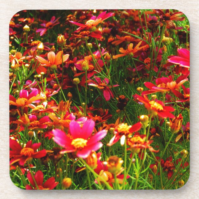 Bright pink and yellow Daisy Wild flowers Coaster (Front)
