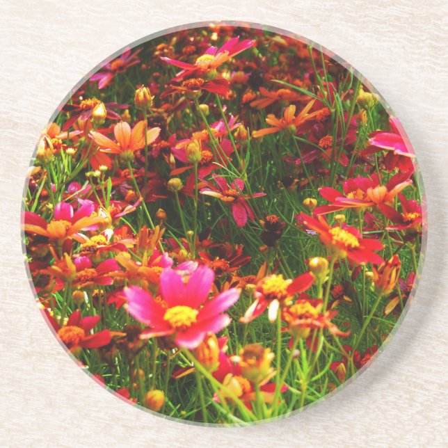 Bright pink and yellow Daisy Wild flowers Coaster (Front)
