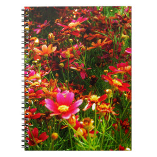 Bright pink and yellow Daisy Wild flowers Notebook