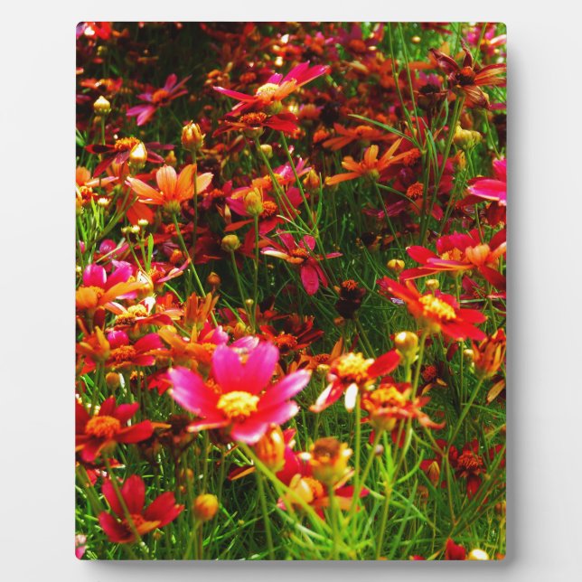 Bright pink and yellow Daisy Wild flowers Plaque (Front)