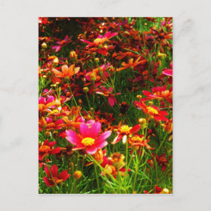 Bright pink and yellow Daisy Wild flowers Postcard