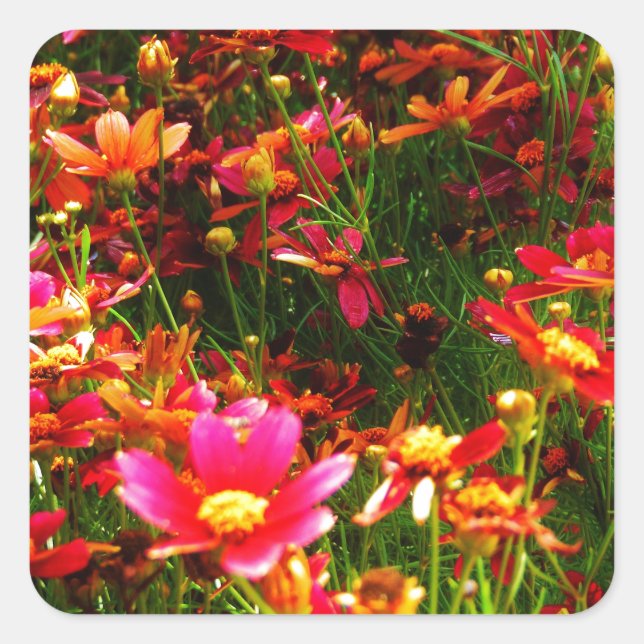 Bright pink and yellow Daisy Wild flowers Square Sticker (Front)