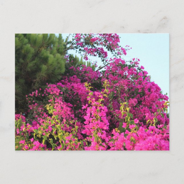 Bright Pink Bougainvillea Photo Postcard (Front)