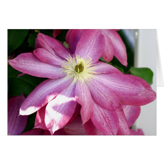 Bright Pink Clematis (Front Horizontal)