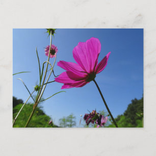 Bright Pink Cosmea, Blue Sky DIY Postcard