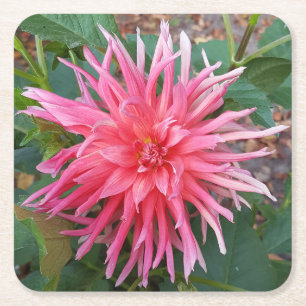 Bright pink Dahlia flower. Square Paper Coaster