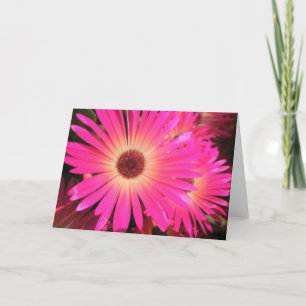 Bright Pink Daisies Holiday Card