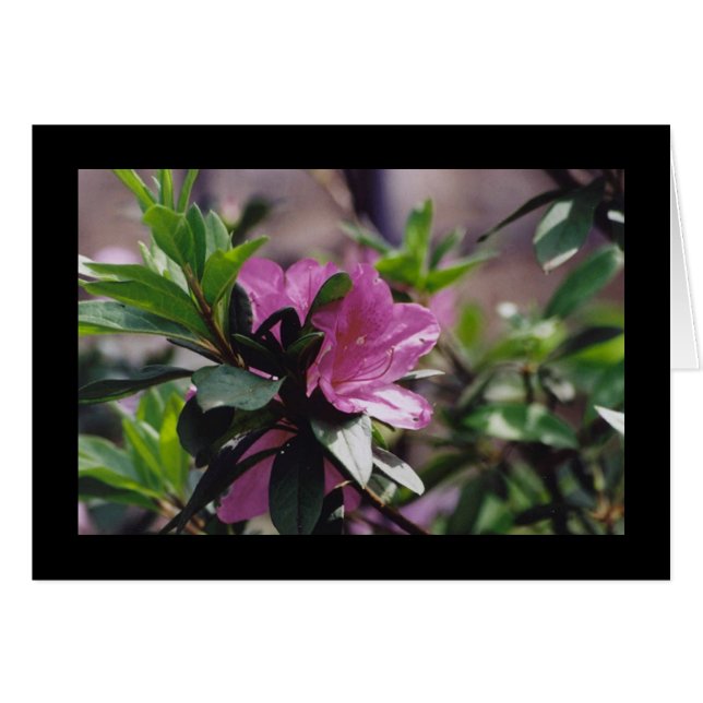 Bright Pink Flower (Front Horizontal)