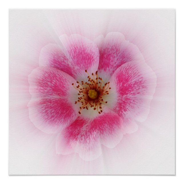 bright pink flower poster (Front)