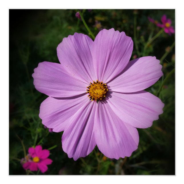 bright pink flowers poster (Front)