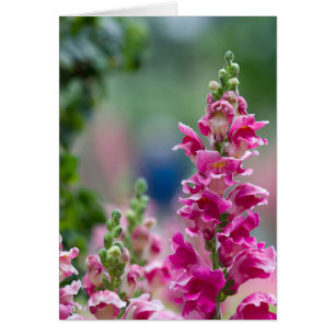 Bright Pink Foxglove Pretty Flowers