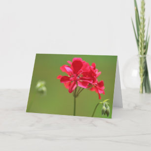 Bright Pink Geranium Flower Photo Blank Card
