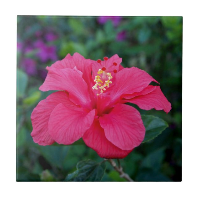 Bright Pink Hibiscus Photo Ceramic Tile (Front)
