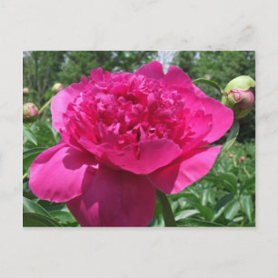 Bright Pink Peony Flower Postcard
