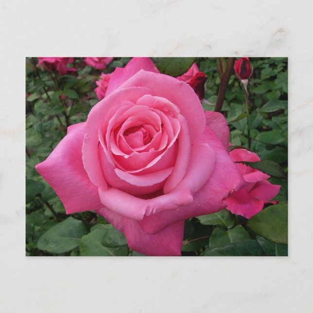 Bright Pink Rose Photo Postcard (Front)