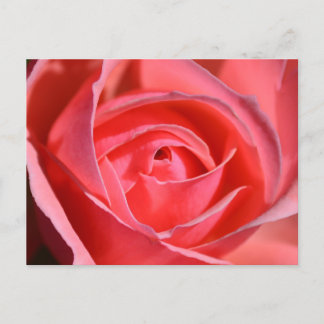 Bright Pink Rose Postcard