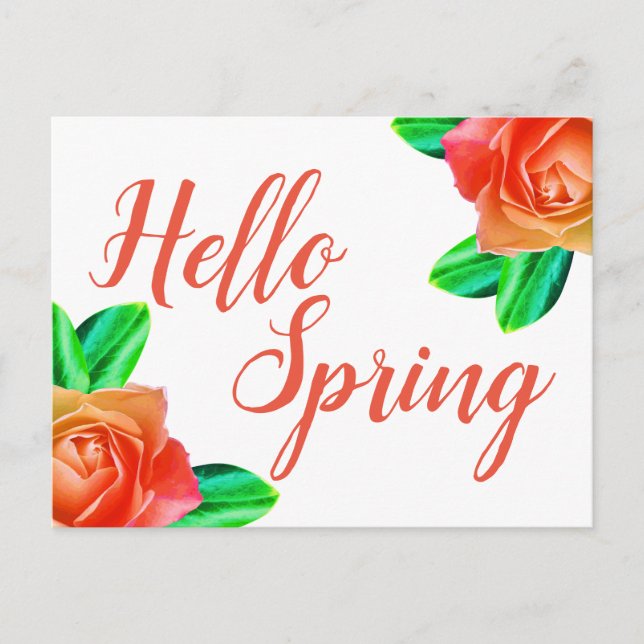 Bright Pink Roses Hello Spring Postcard (Front)