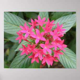Bright Pink Tropical Flowers Poster