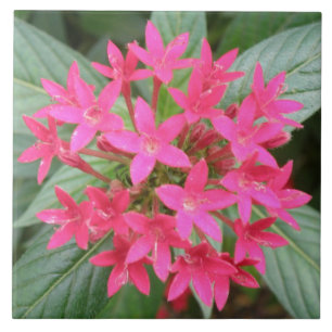 Bright Pink Tropical Flowers Tile