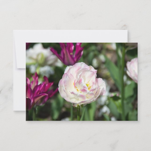 Bright pink tulips on a sunny day  (Front)