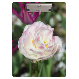 Bright pink tulips on a sunny day    clipboard