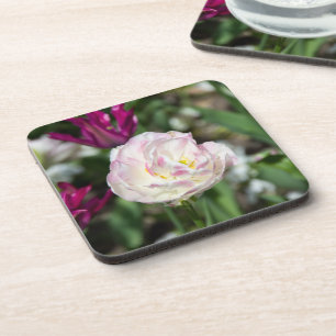 Bright pink tulips on a sunny day  coaster