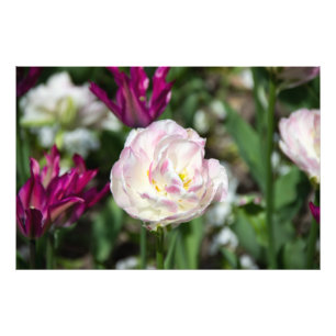 Bright pink tulips on a sunny day   photo print