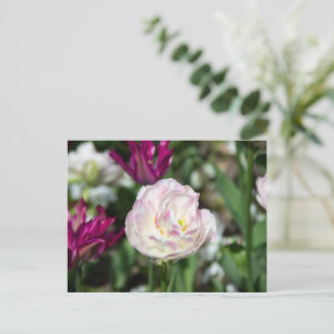 Bright pink tulips on a sunny day postcard