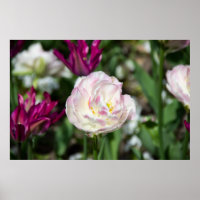 Bright pink tulips on a sunny day