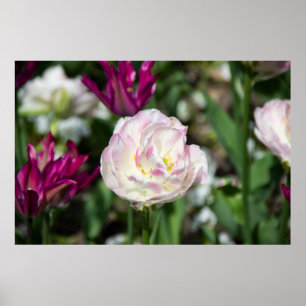 Bright pink tulips on a sunny day poster