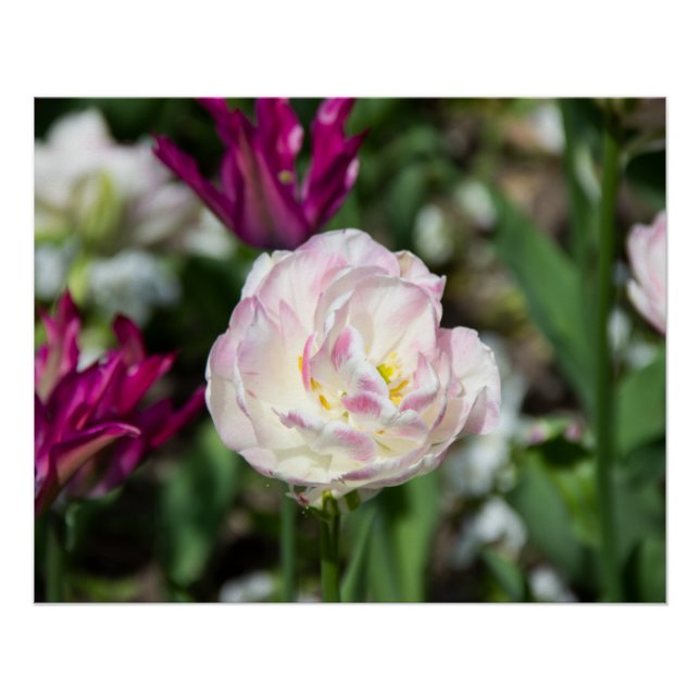 Bright pink tulips on a sunny day   poster (Front)