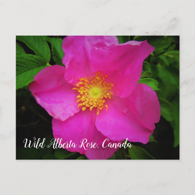 Bright Pink Wild Alberta Rose Canada Custom Text Postcard (Front)