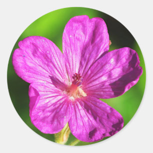 Bright Pink Wildflower Blooming Green Grass Classic Round Sticker