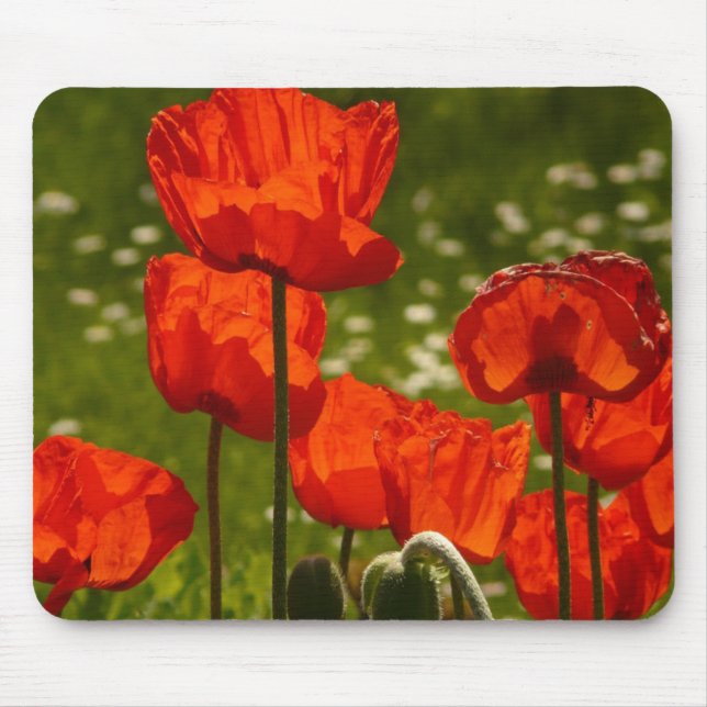 Bright Poppies Close Up Photo Mouse Pad (Front)