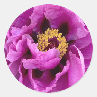 bright & pretty fuchsia pink peony classic round sticker